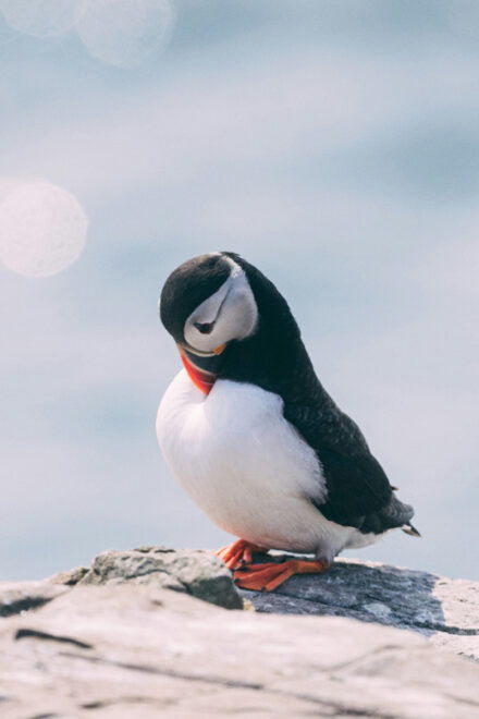 Seydisfjordur: Scenic Drive and Puffins Half-Day Trip - Exploring Puffin Colonies