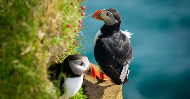 Seydisfjordur: Scenic Drive and Puffins Half-Day Trip - Local Cuisine Lunch