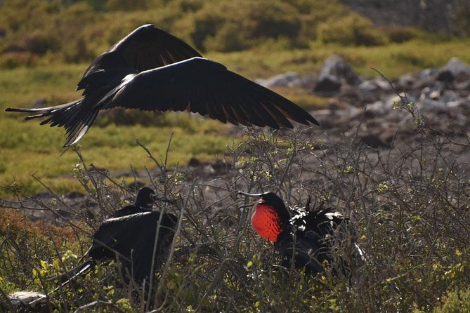 Seymour North Island & Las Bachas Full-Day Tour - Tour Details