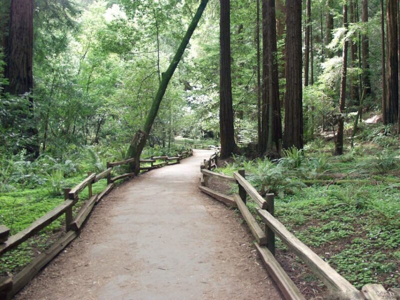 SF: Guided Muir Woods Tour & Hop-On Hop-Off Tour (Save 15%) - Additional Tours and Value