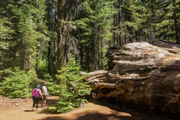 Sf/Pleasanton: Day Trip to Yosemite With Giant Sequoias Hike - Trip Overview