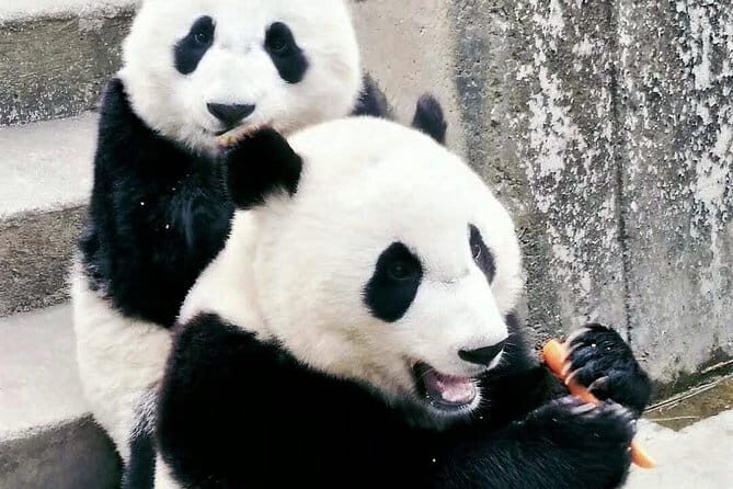 Shaanxi History Museum Qin-Han Branch English guide service - Authentic Experiences and Review Highlights