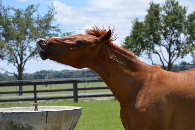 Shaded Trails Horse Ride - Exploring the Shaded Trails Horse Ride: A Calm and Authentic Florida Experience