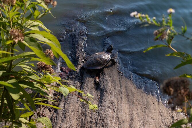 Shakespeare in Central Park: Self-Guided Story Quest - Who Will Love This Tour?