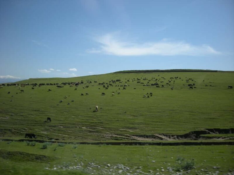 Shakhrisabz: Guided Historical Exploration Day Trip - An In-Depth Look at the Shahrisabz Day Trip