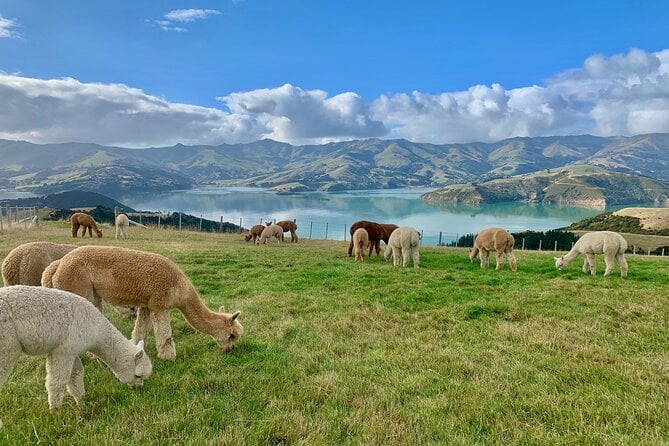 Shamarra Alpaca Farm Tours - Overview and Experience Details