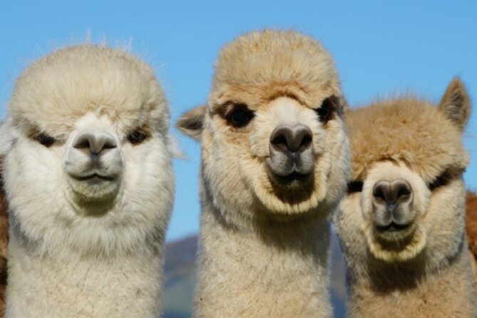 Shamarra Alpaca Farm Tours - Additional Information
