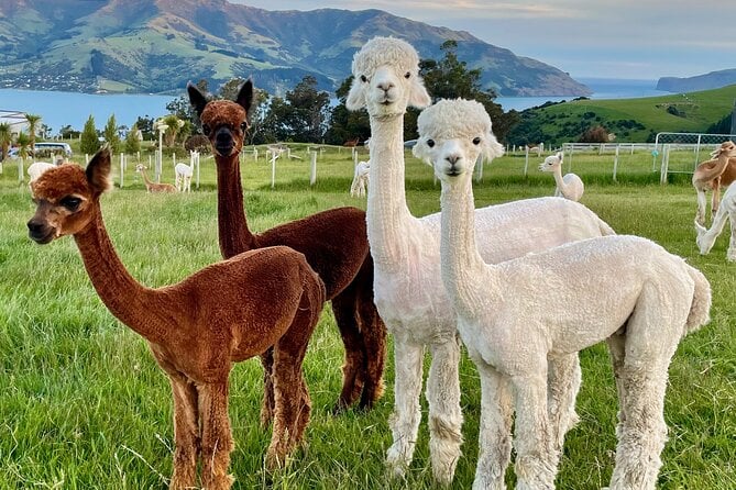 Shamarra Alpaca Farm Tours - Common Questions