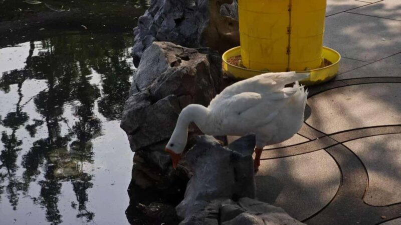 Shanghai: 4-Hour Private Customizable Highlights Tour - FAQ