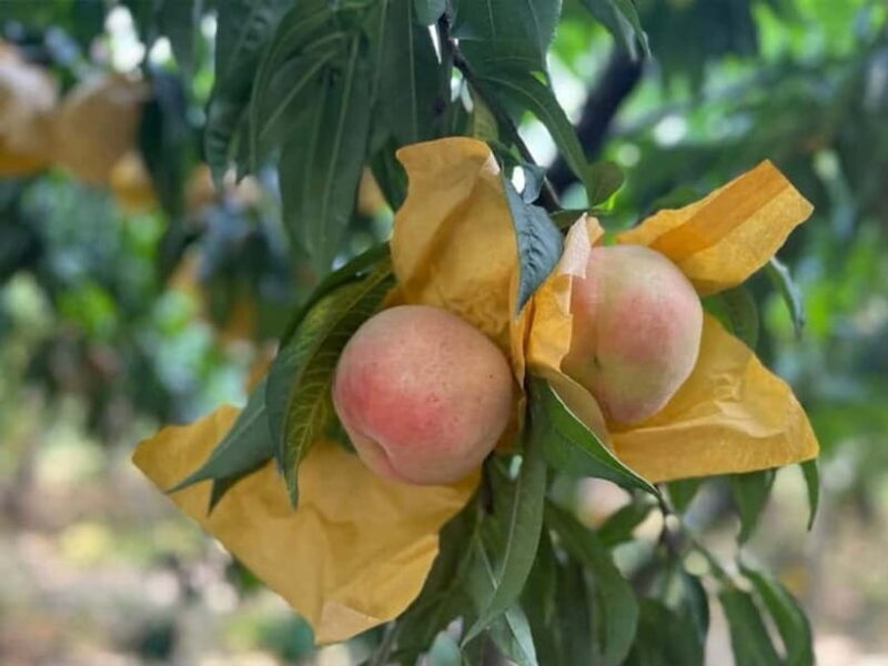 Shanghai: Delicate Seasonal Fruits and Picking Experience - Who Will Love This Tour?