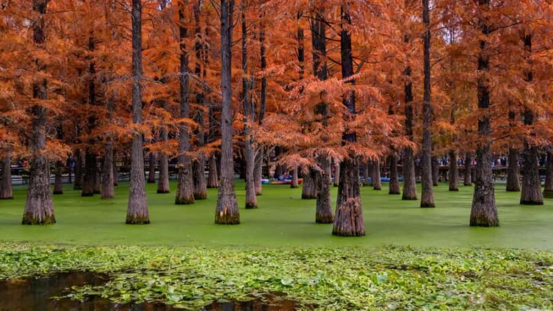 Shanghai: Matcha Lake & West Lake Day Trip by Train - An In-Depth Look at the Matcha Lake & West Lake Day Trip