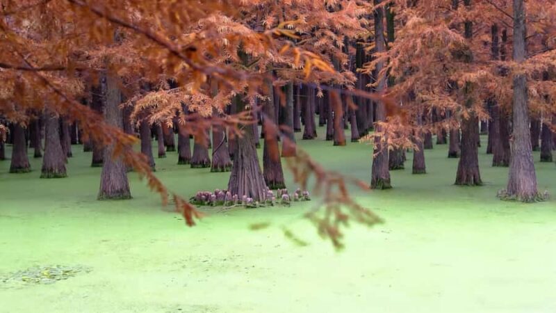 Shanghai: Matcha Lake & West Lake Day Trip by Train - The Value of This Experience