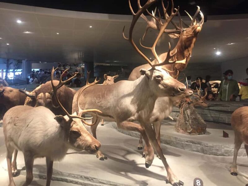 Shanghai Natural History Museum Admission Ticket - An In-Depth Look at the Shanghai Natural History Museum