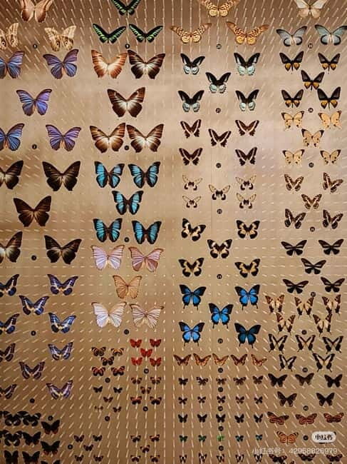 Shanghai: Natural History Museum Tickets Purchase service - FAQ