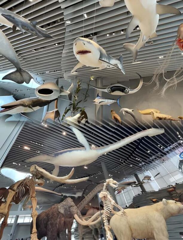 Shanghai: Natural History Museum Tour & River Cruise - Good To Know