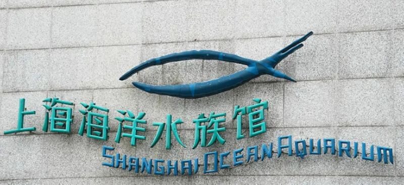 Shanghai Oriental Pearl + Ocean Aquarium + Huangpu River Night Cruise Day Tour - A change of pace at Shanghai Ocean Aquarium
