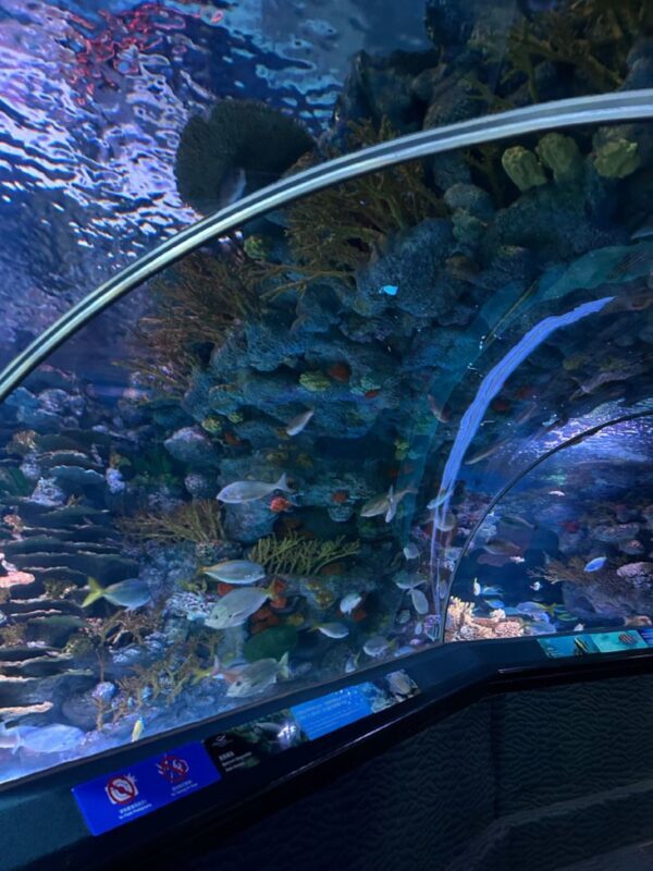 Shanghai Oriental Pearl + Ocean Aquarium + Huangpu River Night Cruise Day Tour - Jin Mao Tower’s 88th-floor view