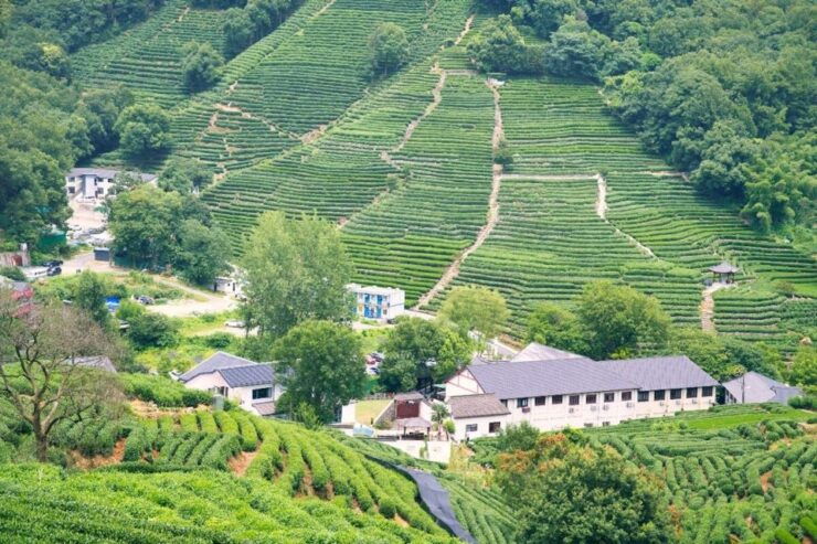 Shanghai: Private Guided Tour to Hangzhou by Bullet Train - Tour Overview