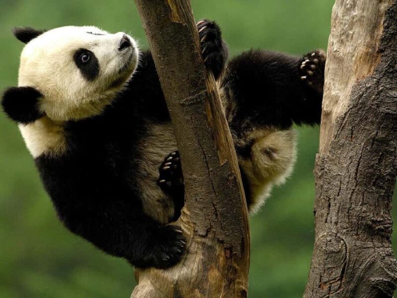 Shanghai: Shanghai Zoo Entry Ticket with Pandas - What to Expect from Your Visit