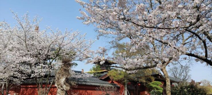 Shanghai Spring Festival Tour in China: Locals Lead Groups to Experience Local Specialties - Tour Overview