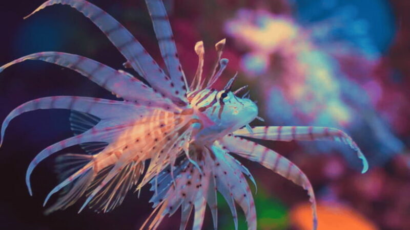 Shanghai: The Marine Wonders at Shanghai Ocean Aquarium - Good To Know