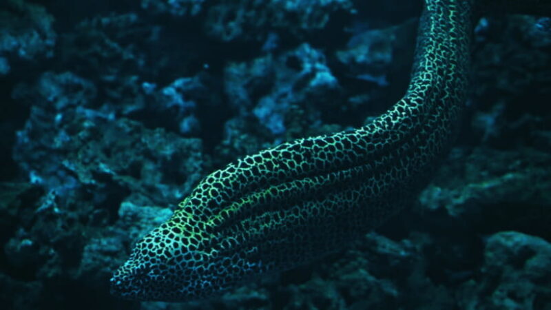 Shanghai: The Marine Wonders at Shanghai Ocean Aquarium - An In-Depth Look at the Shanghai Ocean Aquarium