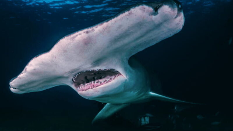 Shanghai: The Marine Wonders at Shanghai Ocean Aquarium - FAQ