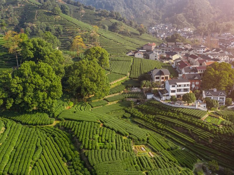 Shanghai to Hangzhou: West Lake & Tea Plantation Day Tour with Lunch - The guide makes the logistics feel easier
