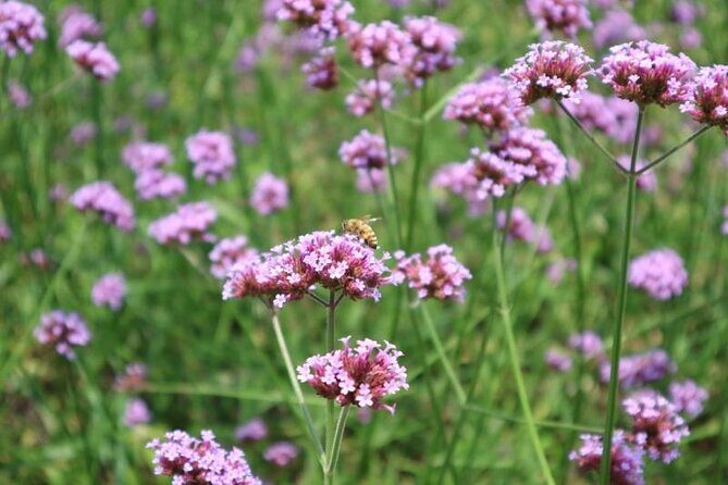 Shanghai to Suzhou Tai Lake and Moli Peak Private Hiking Tour - FAQ