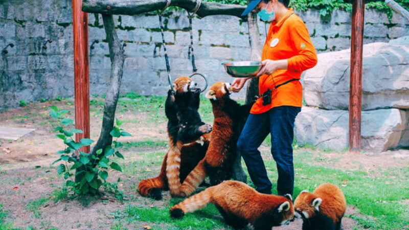 Shanghai: Wild Animal Park Ticket - Exploring Shanghai Wild Animal Park: An Honest Review