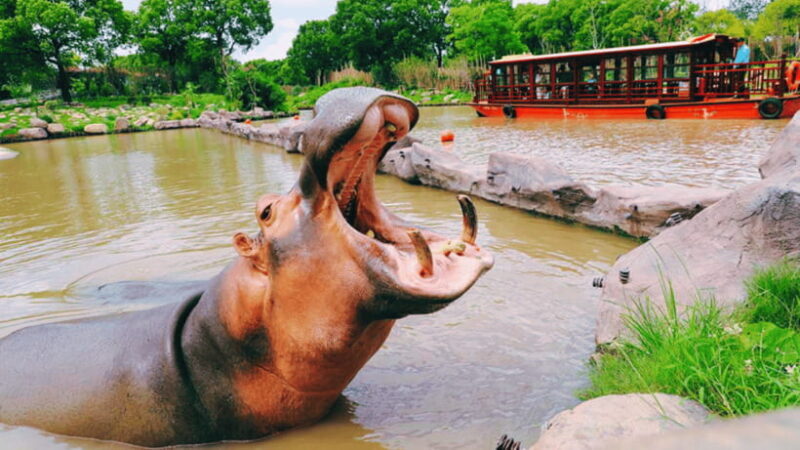 Shanghai: Wild Animal Park Ticket - Good To Know