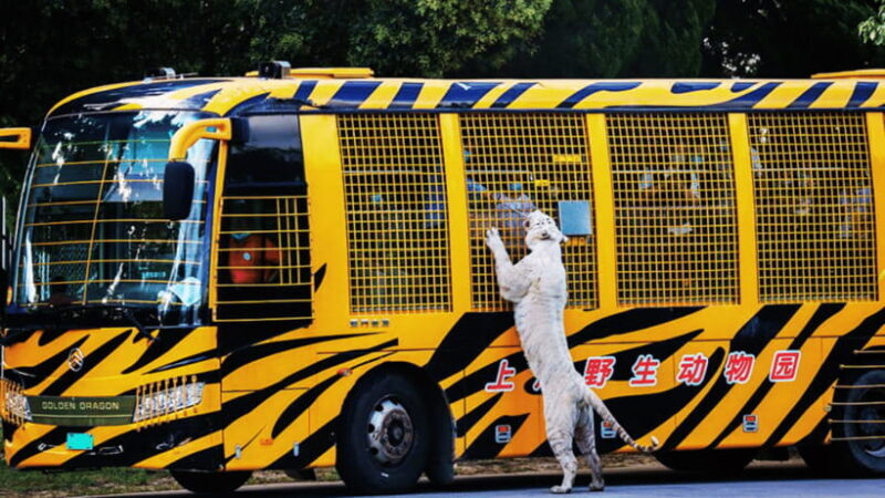 Shanghai: Wild Animal Park Ticket - Who Should Visit?