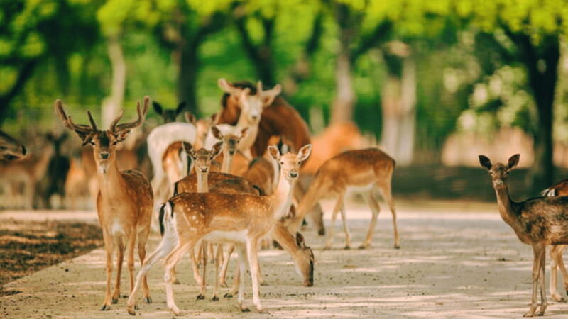 Shanghai: Wild Animal Park Ticket - Final Thoughts