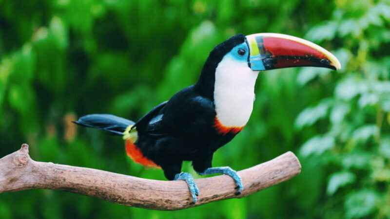 Shanghai: Wild Animal Park Ticket - FAQ