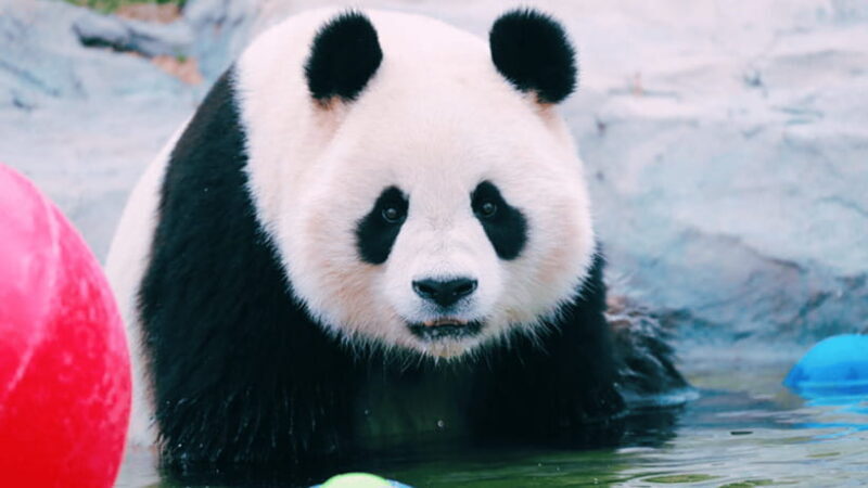 Shanghai: Wild Animal Park Ticket - The Sum Up: Is It Worth It?