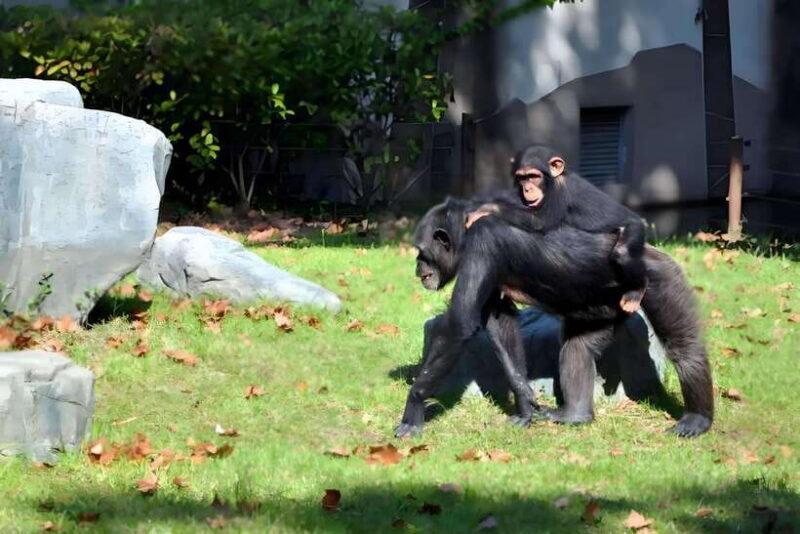 Shanghai: Zoo and Zhujiajiao Water Town Tour with Boat Ride - Final Thoughts: Is It Worth It?  