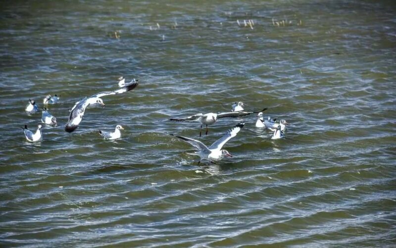 Shangri-La: Balagezong Scenic Area Private Tour - Transportation and Comfort