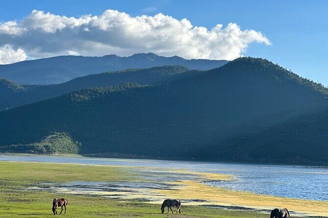 Shangri-La Day Tour Songzanlin Monastery and Napa Sea - The Itinerary: What to Expect