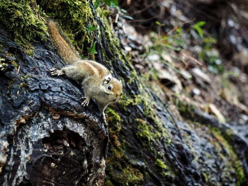 Shangri-La: Meili Snow Mountain and Yubeng Village Trek - Who Is This Tour Best For?