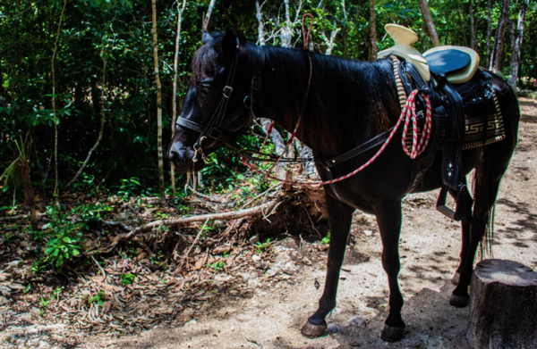 Shared ATV, Horse Riding, Zipline & Cenote Experience - Frequently Asked Questions