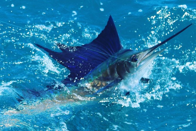 Shared BIG GAME Sportfishing Up To Six People - Half-Day Tour Details