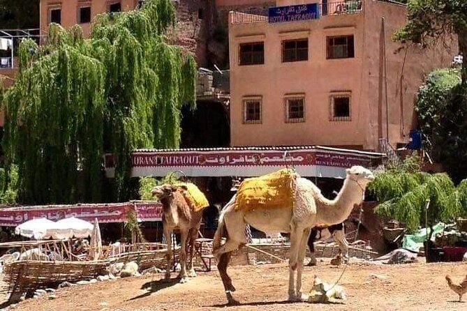 Shared Day Trip to Ourika - Tour Details