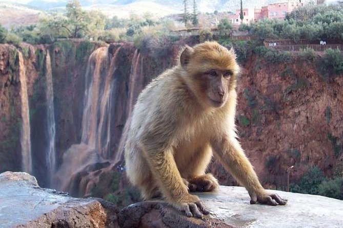 Shared Day Trip to Ouzoud Waterfalls From Marrakech - Traveler Requirements