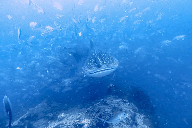 Shared Diving Experience in Sail Rock - Good To Know