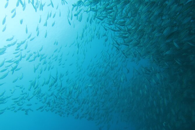 Shared Diving Experience in Sail Rock - Pickup Information