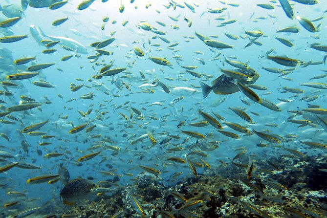Shared Diving Experience in Sail Rock - Additional Information