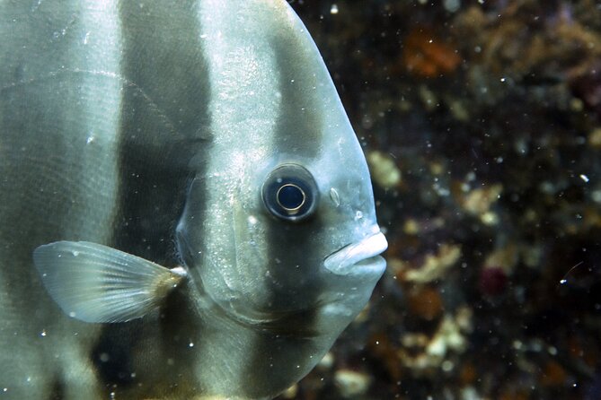 Shared Diving Experience in Sail Rock - Booking Details