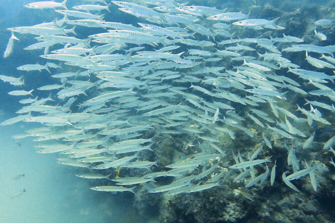 Shared Diving Experience in Sail Rock - Customer Reviews