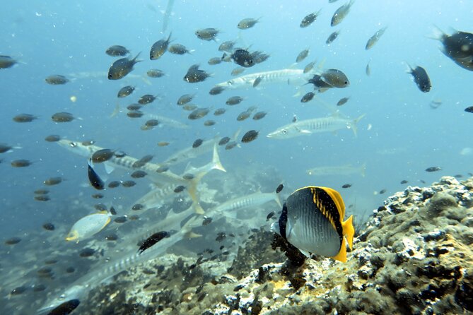 Shared Diving Experience in Sail Rock - Final Thoughts