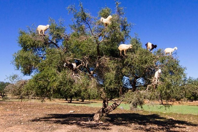 Shared Essaouira Full Day Trip From Marrakech - Price and Booking